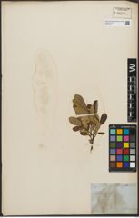 Foto von Salix L.